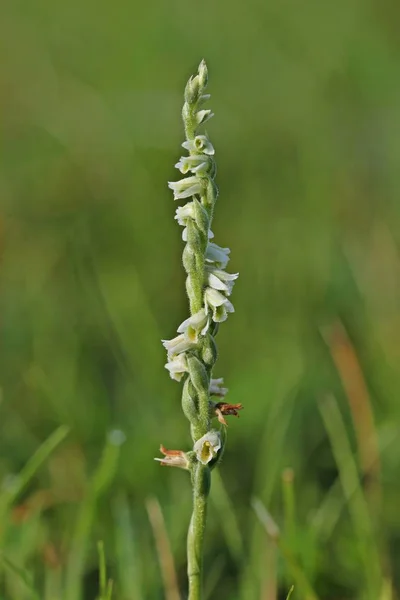 Autumn Turmeric Spiranthes Spiralis — Stock Photo, Image