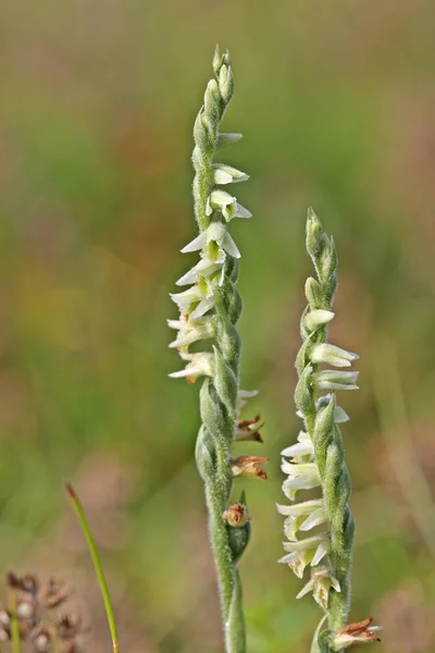 Autumn Turmeric Spiranthes Spiralis — Stock Photo, Image