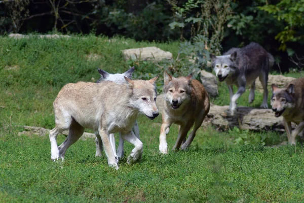 Primer Plano Los Animales Zoológico —  Fotos de Stock