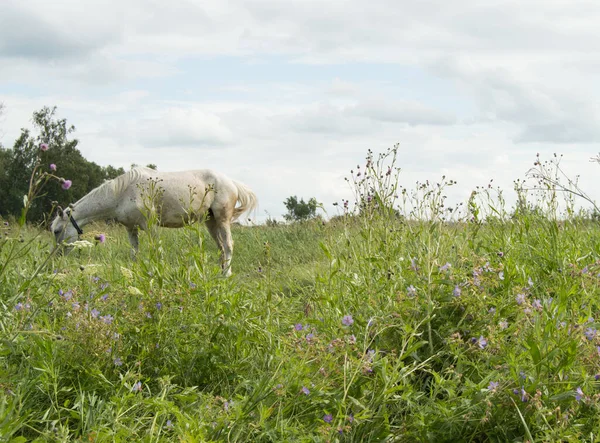 Bílý Kůň Pasoucí Zelené Letní Pastvině Vesnici — Stock fotografie