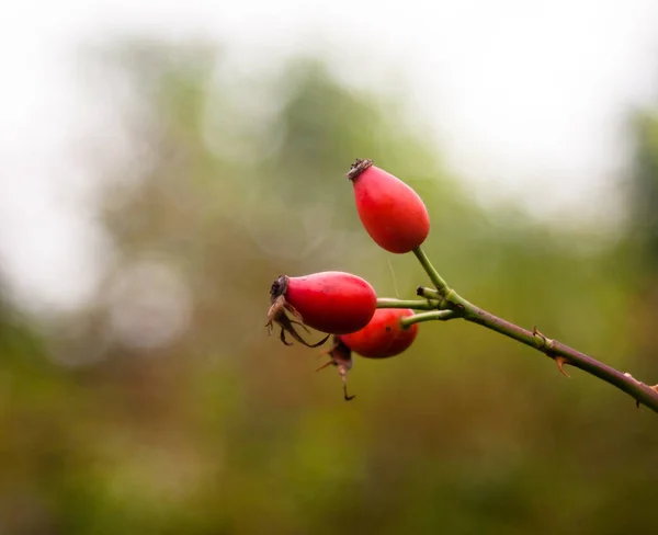 玫瑰枝条上有三根红红的成熟玫瑰臀 — 图库照片