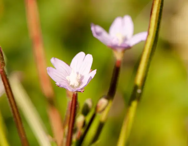 Maravillosos Brotes Rosados Pétalos Florales Pequeños Cierran — Foto de Stock