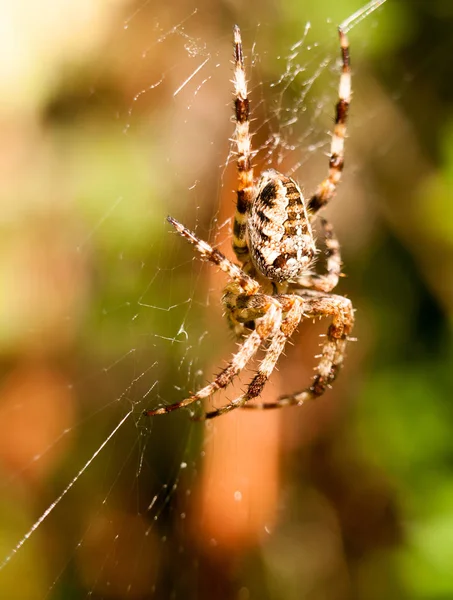 Zblízka Zahradní Pavouk Visící Pavučině Araneus Diadematus — Stock fotografie