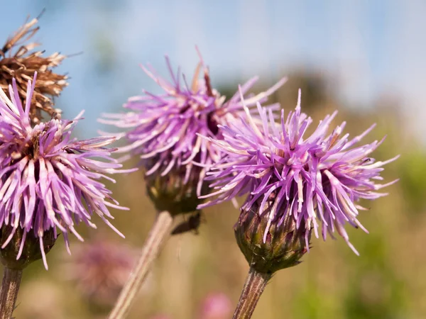 Las Cabezas Flor Cardo Leche Rosa Cierran Mariano Silybum — Foto de Stock