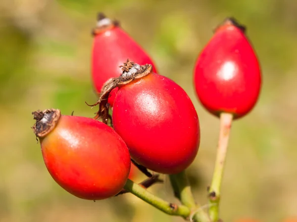 Dört Taze Kırmızı Olgun Gül Kalçası Rosa Canina Dalında Vahşi — Stok fotoğraf