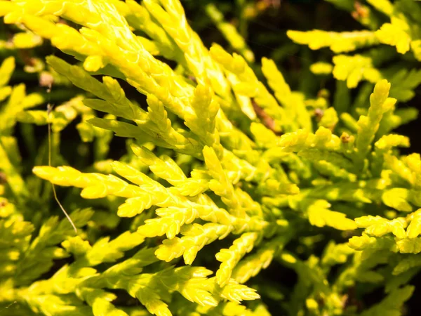 Gros Plan Texture Conifères Lumineux Arbre Plante Fond Pinophyta — Photo