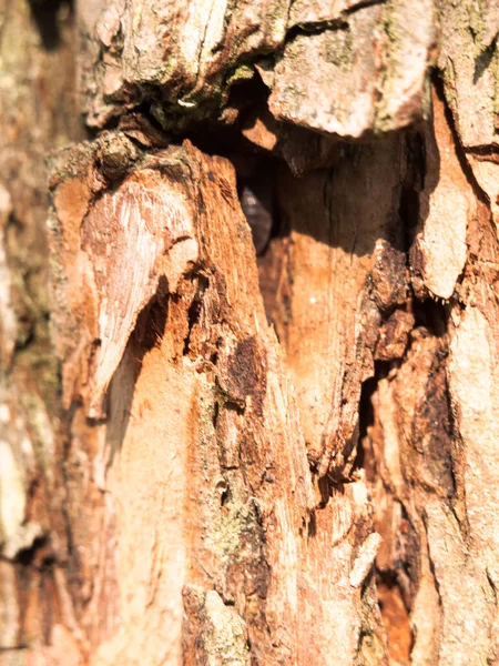 Κλείσιμο Της Υφής Του Φλοιού Ξύλου Στο Δέντρο Κόβεται — Φωτογραφία Αρχείου