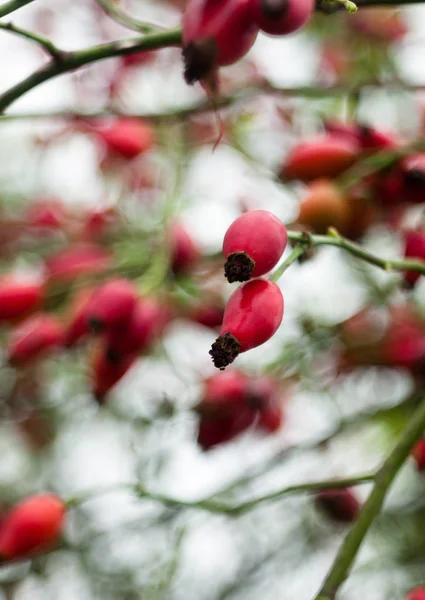 Cerrar Dos Picos Rosa Sobre Árbol Canina Rosa — Foto de Stock