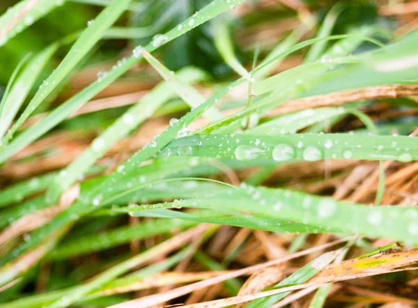 Close Gotas Orvalho Água Água Chuva Lâmina Piso Grama Verde — Fotografia de Stock