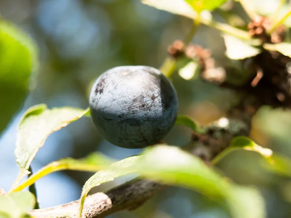 Закрыть Одну Голубую Ягоду Ветке Prunus Spinus — стоковое фото