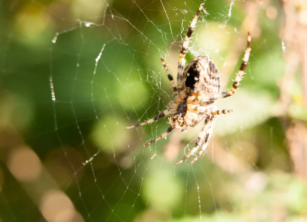 Zblízka Zahradní Pavouk Visící Pavučině Araneus Diadematus — Stock fotografie