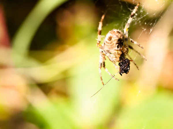 Zblízka Zahradní Pavouk Visící Pavučině Araneus Diadematus — Stock fotografie