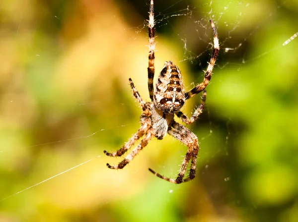 Zblízka Zahradní Pavouk Visící Pavučině Araneus Diadematus — Stock fotografie
