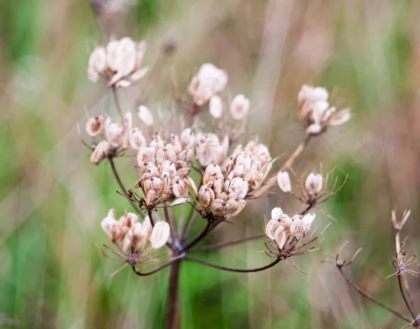 Zbliżenie Piękne Martwe Rośliny Umbellifer Kwiaty Głowy Nasiona Dzikie Apiaceae — Zdjęcie stockowe