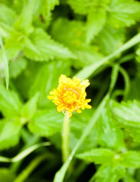 Zblízka Uzavřené Žluté Pampeliška Květ Hlava Jediné Zelené Pozadí Taraxacum — Stock fotografie