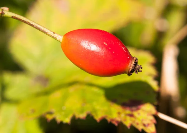 Närbild Mogen Röd Enda Ros Höft Vild Rosa Canina — Stockfoto