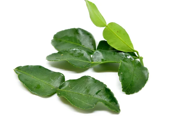 Bergamott Kaffir Lime Blad Färsk Örtingrediens Mat — Stockfoto