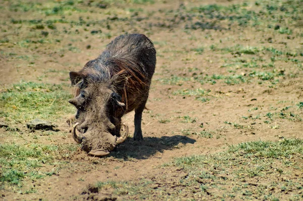 Warthog Στη Σαβάνα Του Tarangire Park Στην Τανζανία — Φωτογραφία Αρχείου