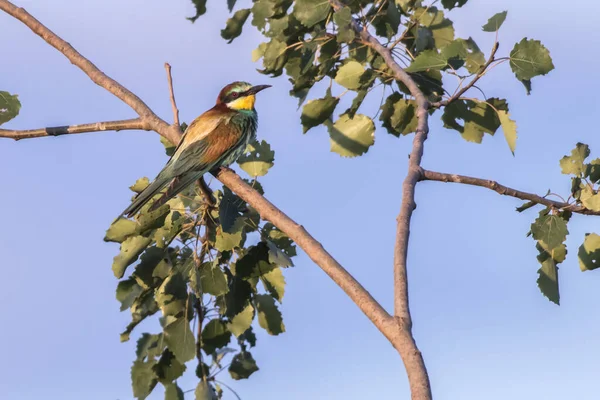 Ein Bienenfresser Auf Seinem Aussichtspunkt Rande Einer Sandgrube — Stockfoto