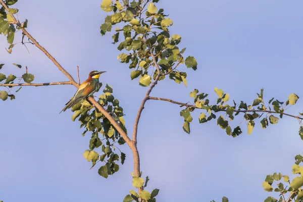 Bee Eater His Lookout Edge Sand Pit — Stock Photo, Image