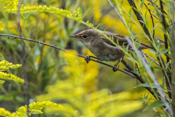 Malerischer Blick Auf Majestätische Waldsänger Der Natur — Stockfoto