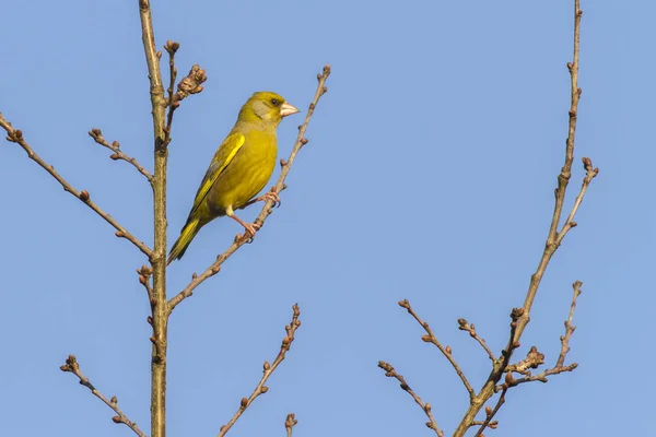 Greenfinch Front Blue Sky Sits Branch — Stock Photo, Image