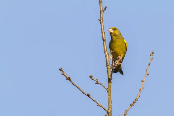 Greenfinch Front Blue Sky Sits Branch — Stock Photo, Image