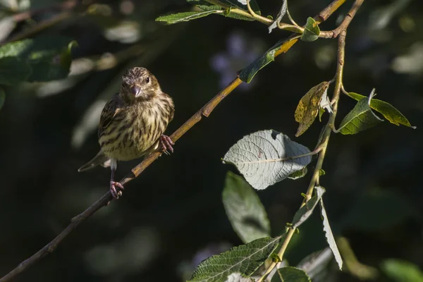 Mladý Krvežíznivý Který Hledá Potravu — Stock fotografie