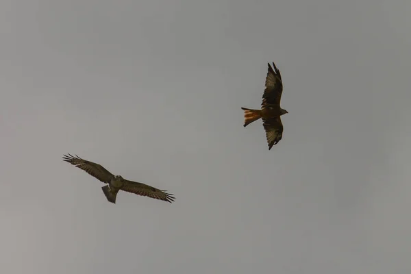 Cercles Oiseaux Proie Dessus Champ — Photo