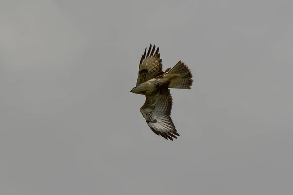 Cercles Oiseaux Proie Dessus Champ — Photo