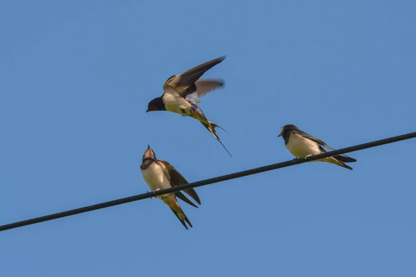 Ambar Elektrik Hattını Yutuyor — Stok fotoğraf