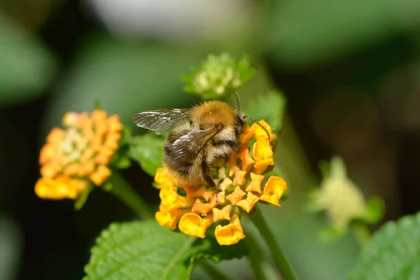 Vue Rapprochée Bel Insecte Bourdon — Photo