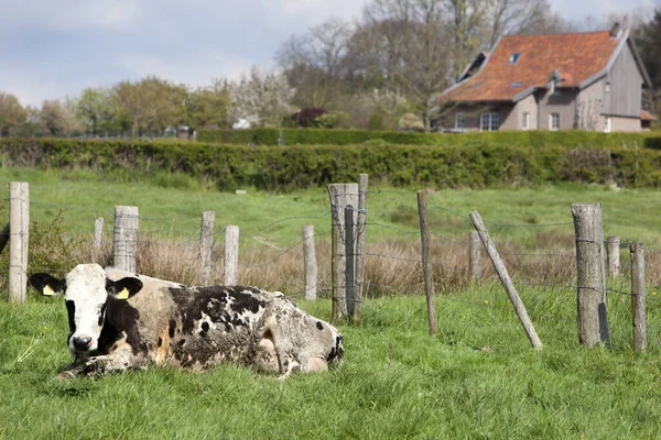 Vaca Sucia Granja Fondo Limburgo Los Países Bajos — Foto de Stock