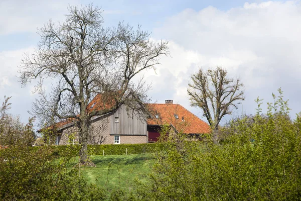 Baum Und Bauernhof Limburg Den Niederlanden — Stockfoto
