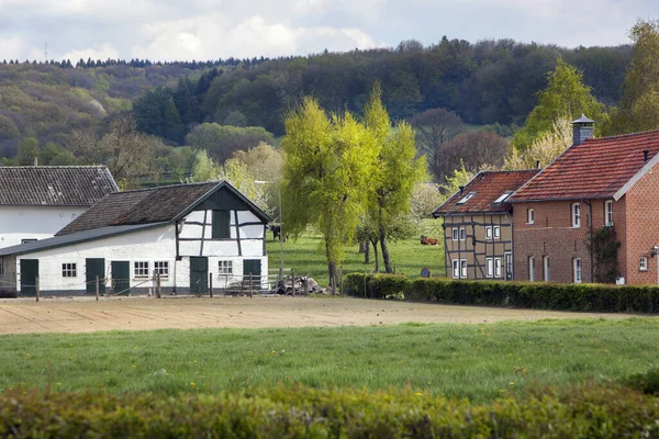 Bauernhof Und Häuser Mit Einigen Kühen Hintergrund Limburg Den Niederlanden — Stockfoto