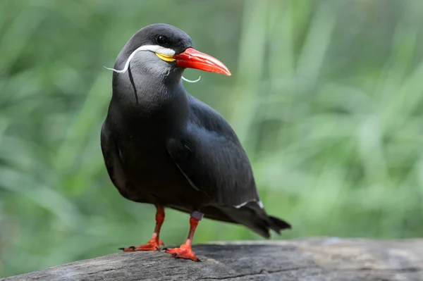 Malebný Pohled Krásné Inca Tern Přírodě — Stock fotografie