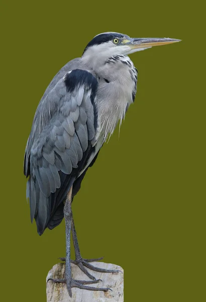 Great Blue Heron Ardea Cinerea Μπροστά Από Ομοιογενές Φόντο — Φωτογραφία Αρχείου