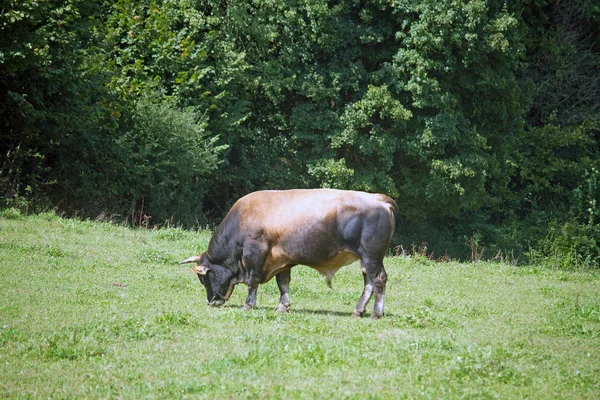 Hausrinder Auf Einer Weide — Stockfoto