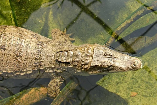 Krokodil Vízben Van — Stock Fotó