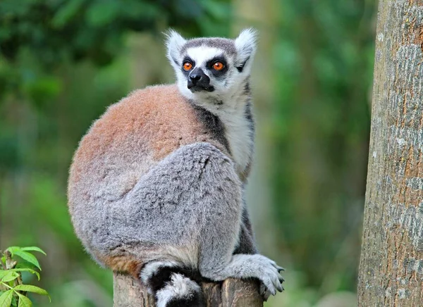 Lemurs Opice Dívá — Stock fotografie