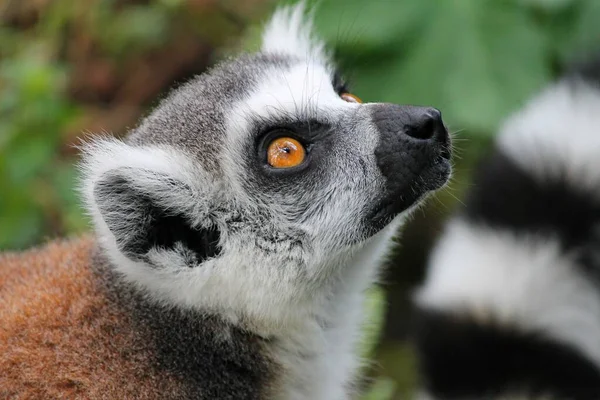 Macaco Lemur Olha Para Cima — Fotografia de Stock