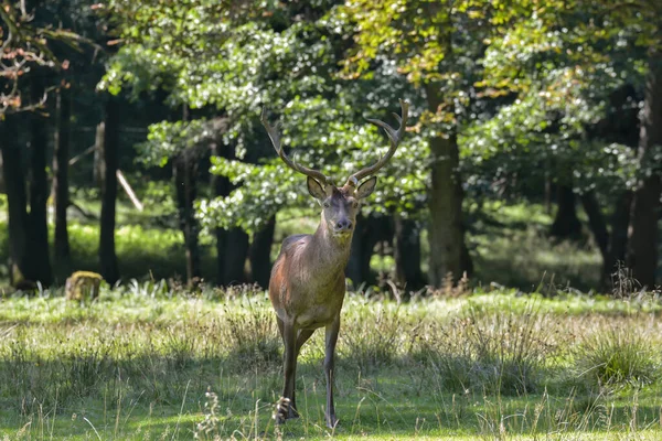 Cerfs Dans Forêt — Photo