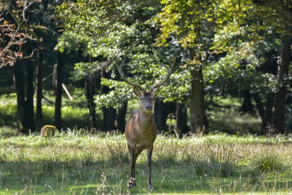 Herten Het Bos — Stockfoto