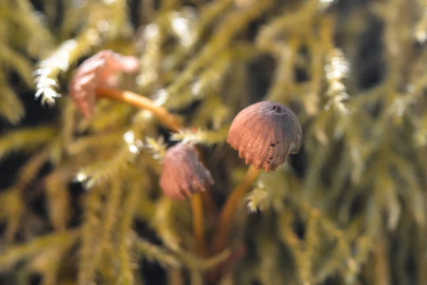 Jamur Jamur Toadstool Spora Membawa Tubuh Buah — Stok Foto