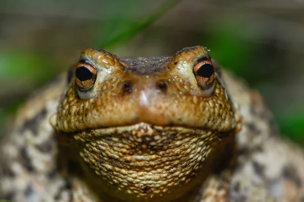 Sapo Comum Prado — Fotografia de Stock