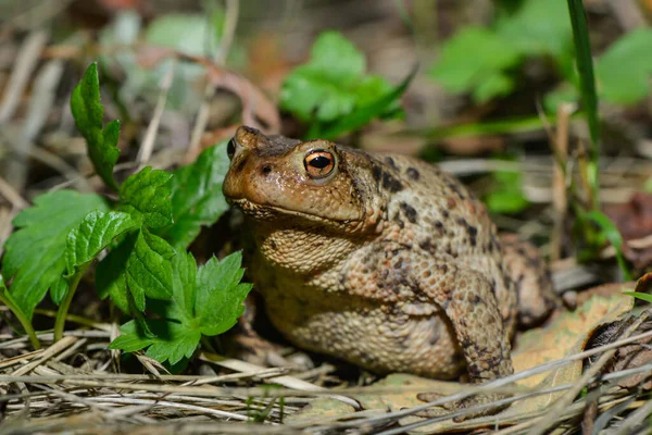 Vanlig Padda Ängen — Stockfoto