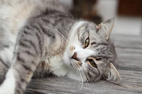 かわいい猫の肖像画 — ストック写真