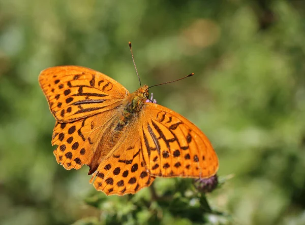 Kaisersteltel Argynnis Paphia Tyrol Sud — Photo