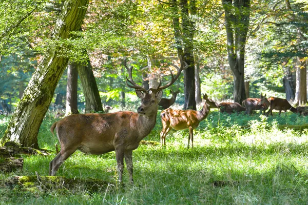 Cerfs Dans Forêt — Photo