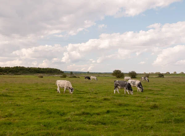 Krajina Scéna Dojnic Farma Krávy Pasoucí Trávě — Stock fotografie